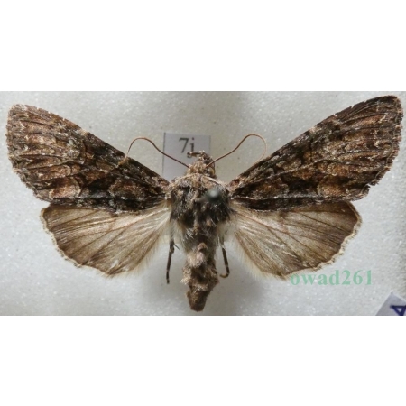 Mniotype adusta (Esper, 1790) Purpurówka ogrodnica Czech7j